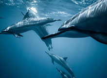 pulse-kaiyun.com-恭喜中国女篮战胜巴西女篮